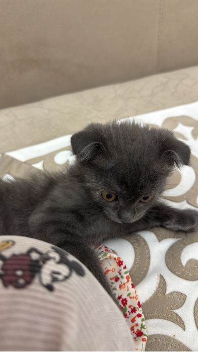 Отдам в хорошие руки