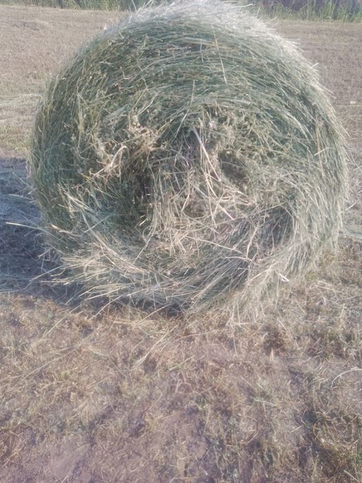Baloți de lucernă coasa 2
