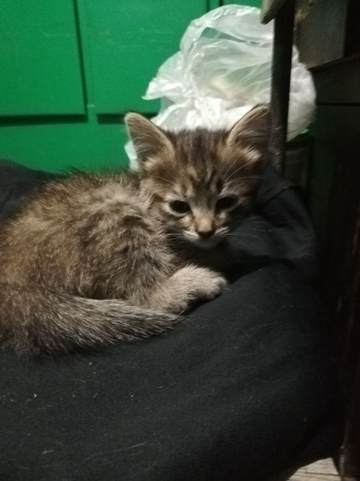 Кошечка, красивая, около 2 месяцев.