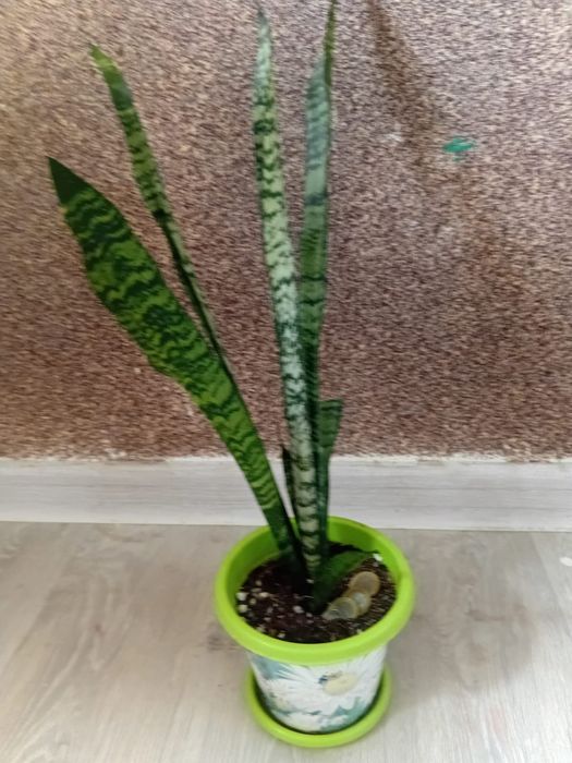 Комнатные растения