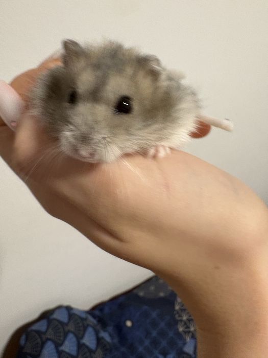 Donez hamster siberian - 3 luni