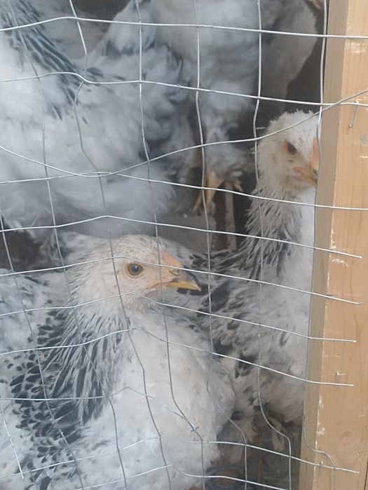 Продам цыплят гигант брамма