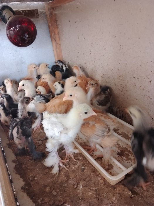 Брама Турция. Цыплята и яйца.