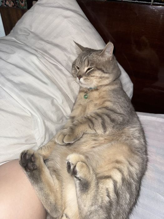 котята скотиш страйт