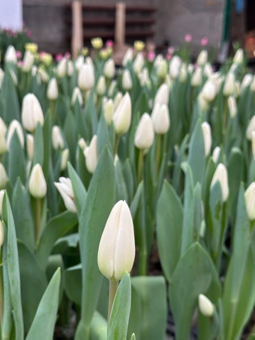 Тюльпаны премиум качества