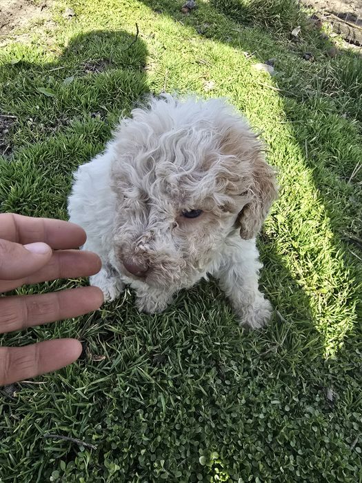 Cățel Lagotto Romagnolo premium – bunic Campion European