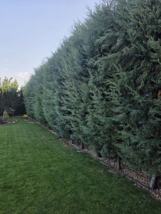 Cupressus Arizonica Fastigiata