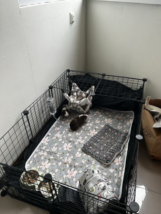 Морские свинки 2штуки