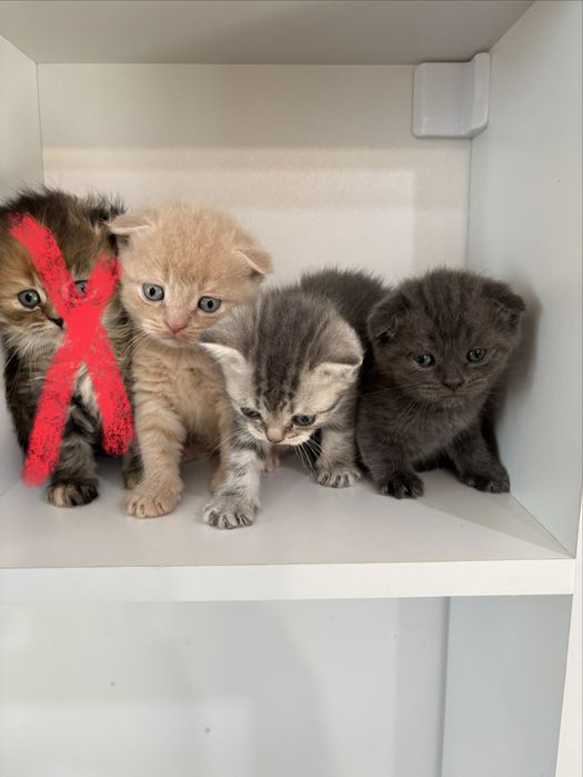 Продам хорошеньких котят
