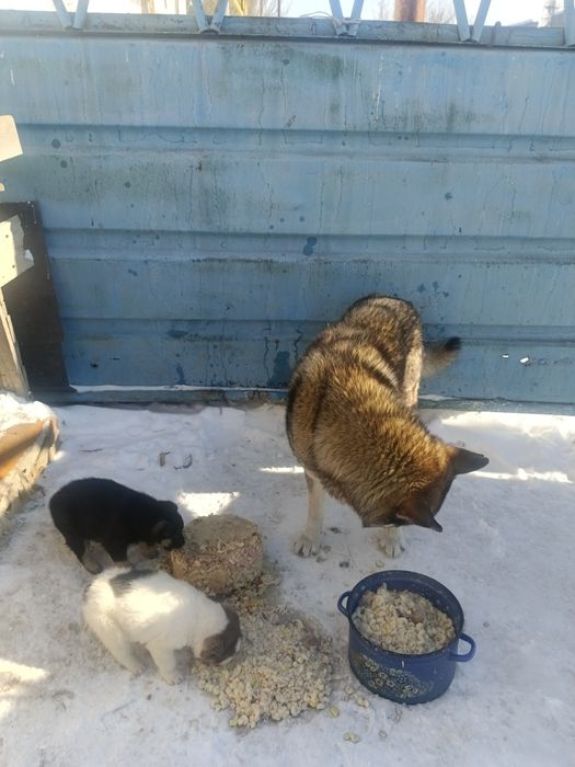 Отдам щенков девочки