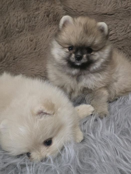 Предлагаю  кукольного мини мальчика