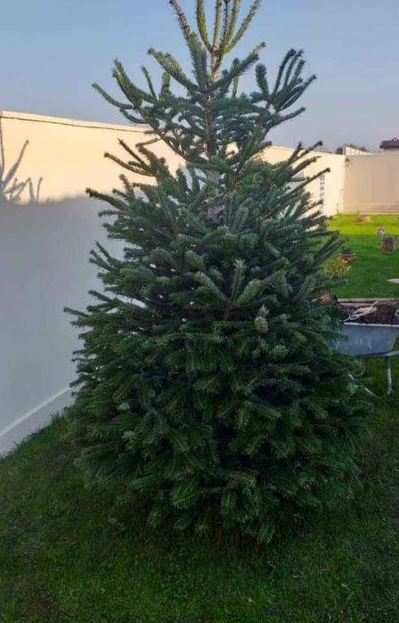 Tuia leylandii plante ornametale
