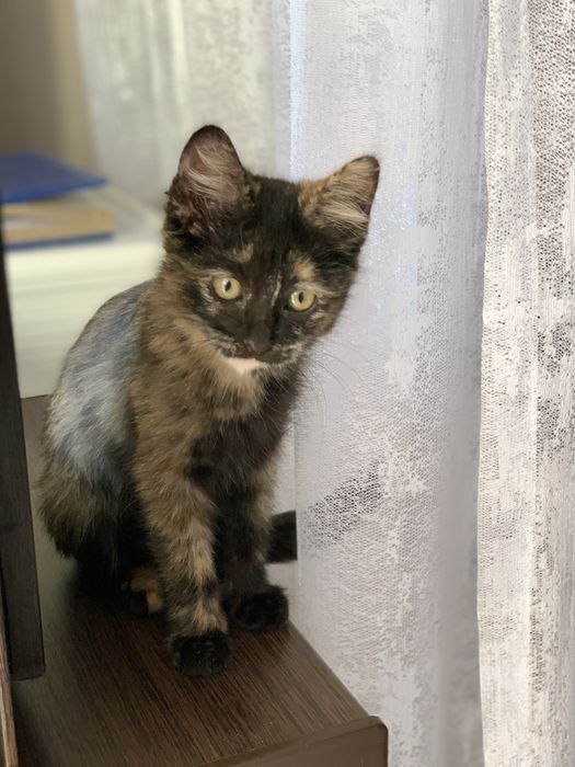 Очаровательная девочка, котенок.