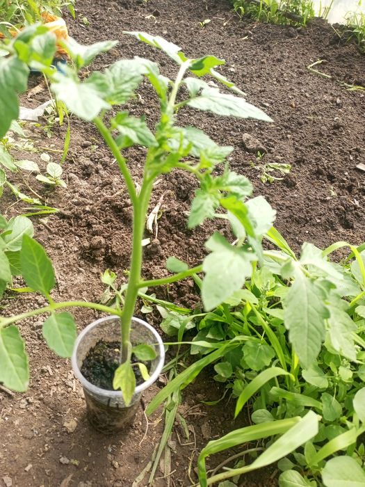 Подам рассаду помидор