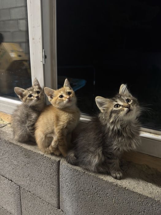 Котят ищут новый ДОМ!