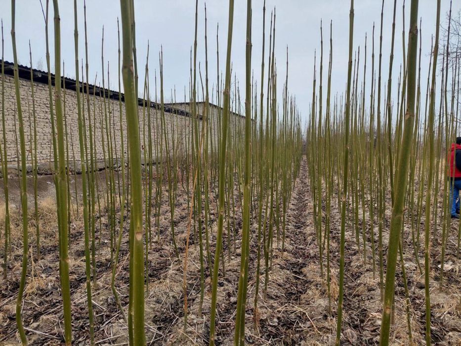 Pavloniya kòchatlari bor