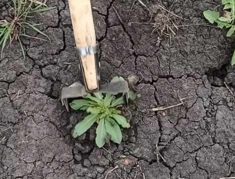 Полольник Стриж / Плоскорез Стриж / Тяпка  Лопата