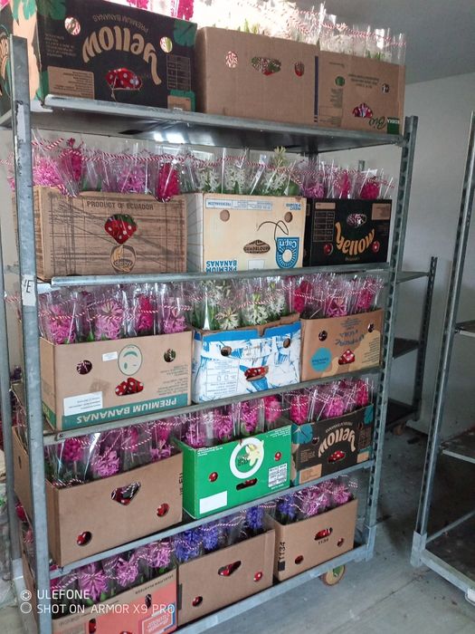 Flori, zambile, primule, cyclamen, panseluțe