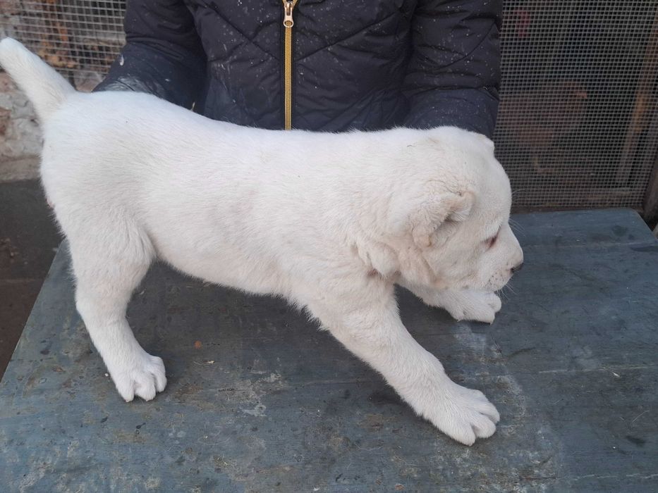 Алабайчета от елитни родители