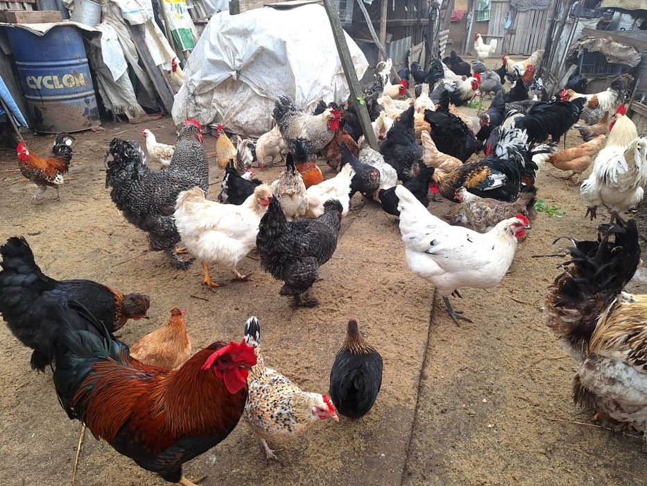 Vand cocosi si bibilici