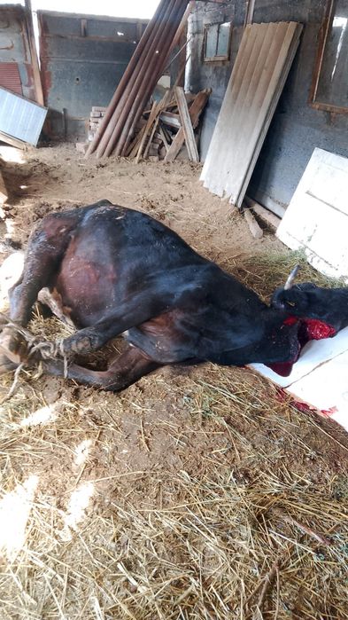 Арық көтерім мал алам колбасаға,тірі болса болды. 24/7