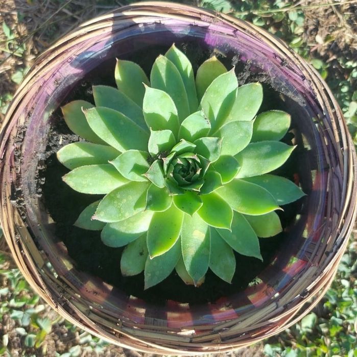 Flori Suculente Sempervivum.