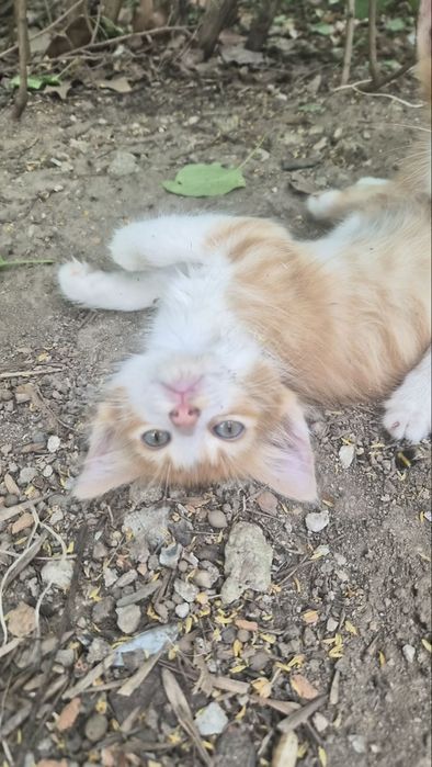 Подарявам! Котенца на 2 месеца