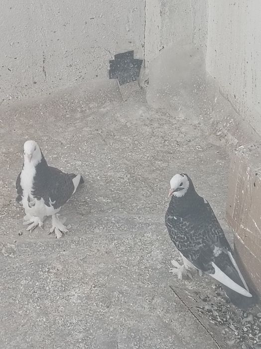 Продам двух молодых голубей.