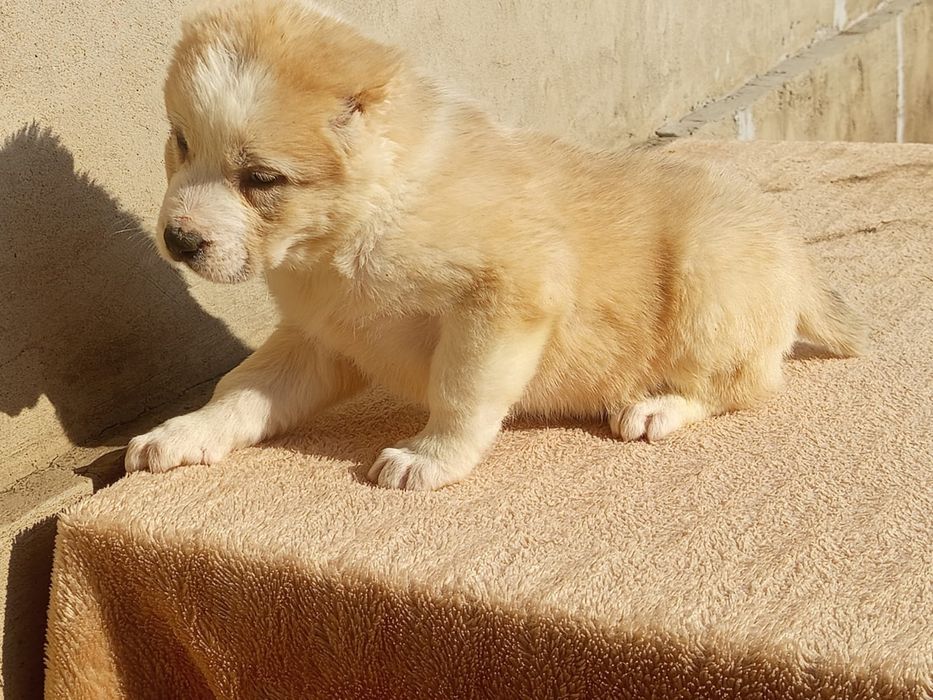 Щенки САО Алабай