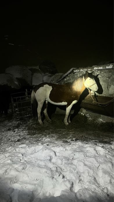 Согым  сатам семиз