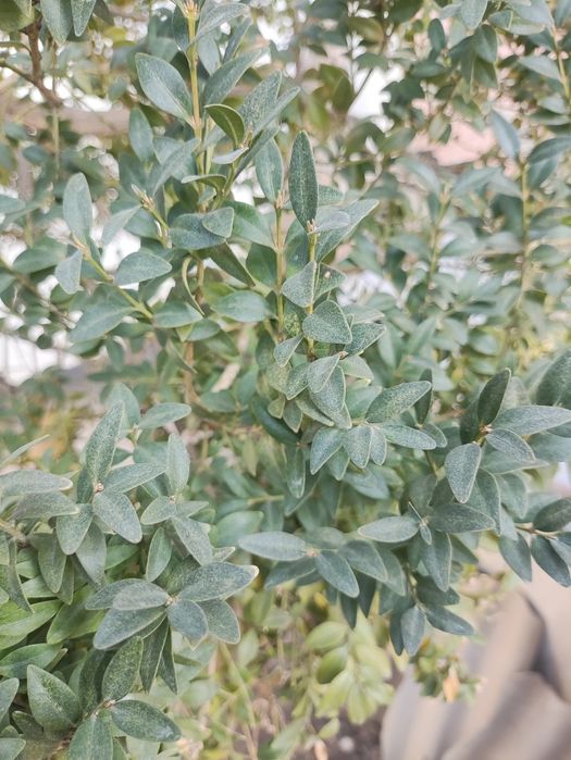 Самшит вечнозелёный