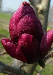Magnolia Genie .