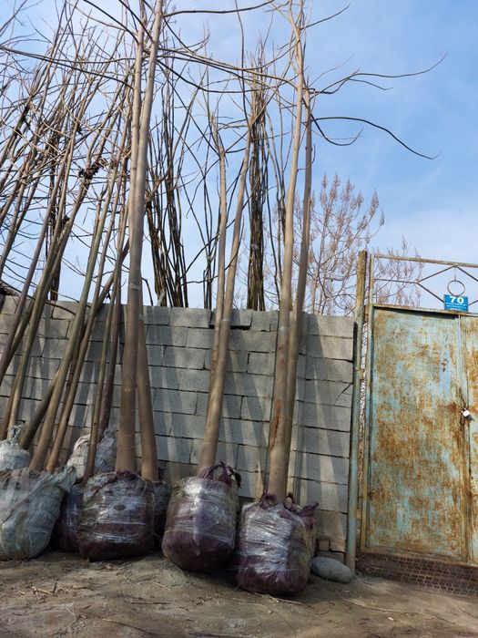 Павловния 2 йиллик шохлаган