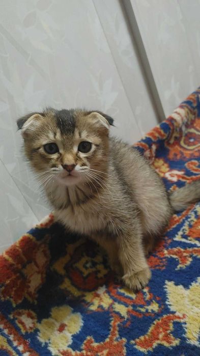 Zolataya wenwilla skotch fold