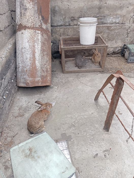 Срочно Куйонлар сотилади