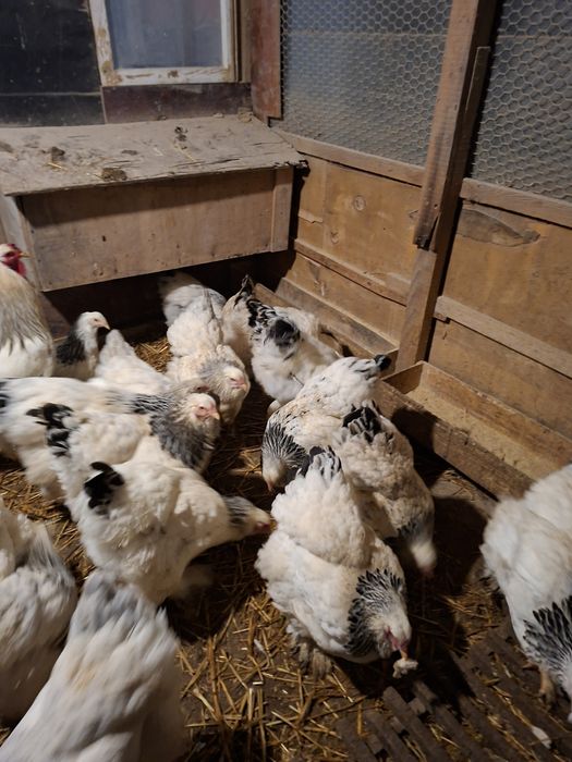 Vând ouă găini brahma australop motate incaltate si găini  pitici 10le