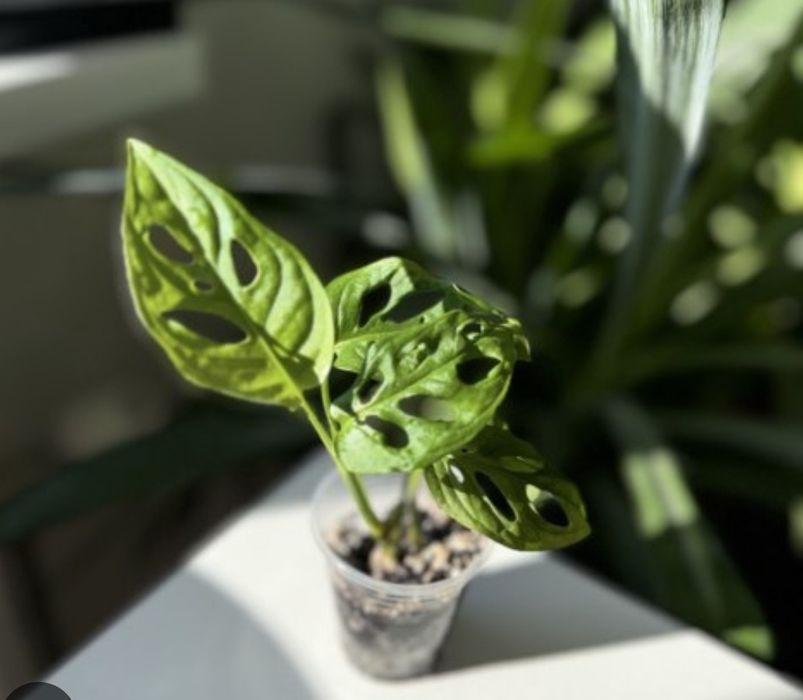 Комнатные цветы.монстера