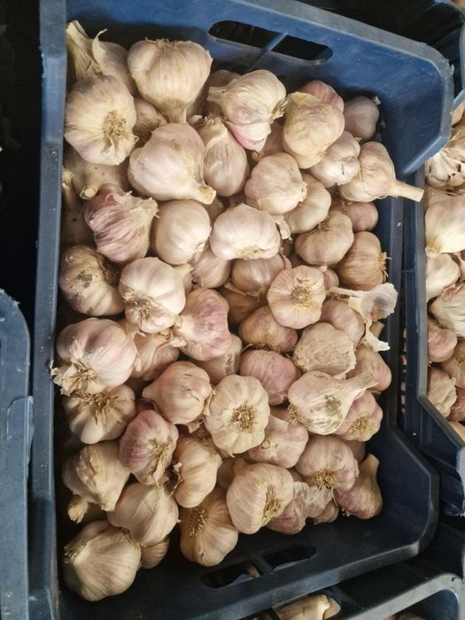 Vând usturoi calitatea1 alb și roșu !!