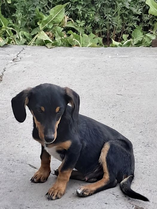 Limuzin it  oladiganla yozila