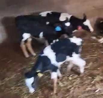 Телята 15 дней до 1 года / Бұзаулар сатылады