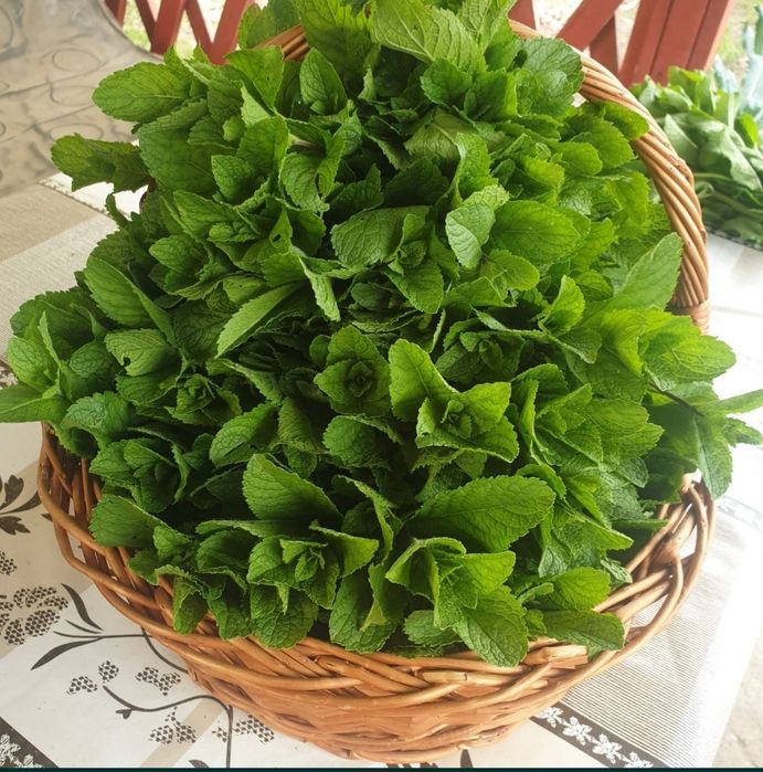 Mentă verde olandeză!