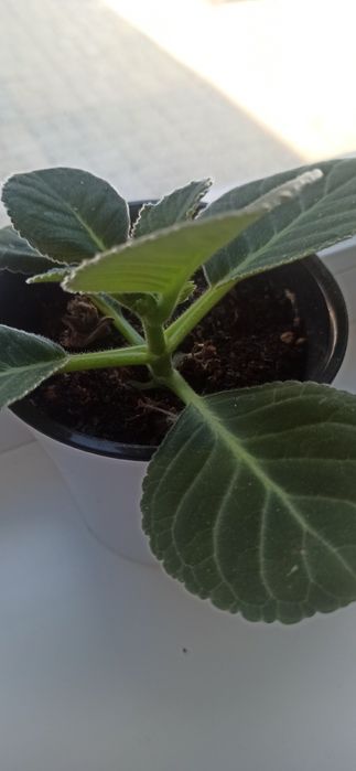 Цветы комнатные продам каланхоэ и другие