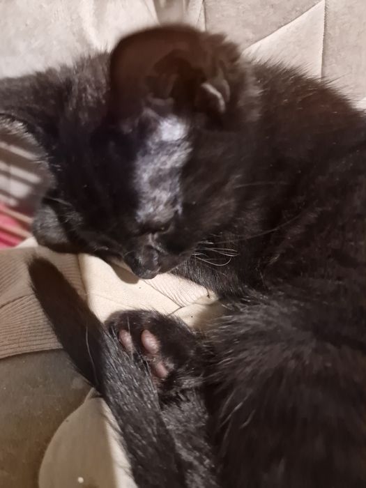 Котята Котята Котята