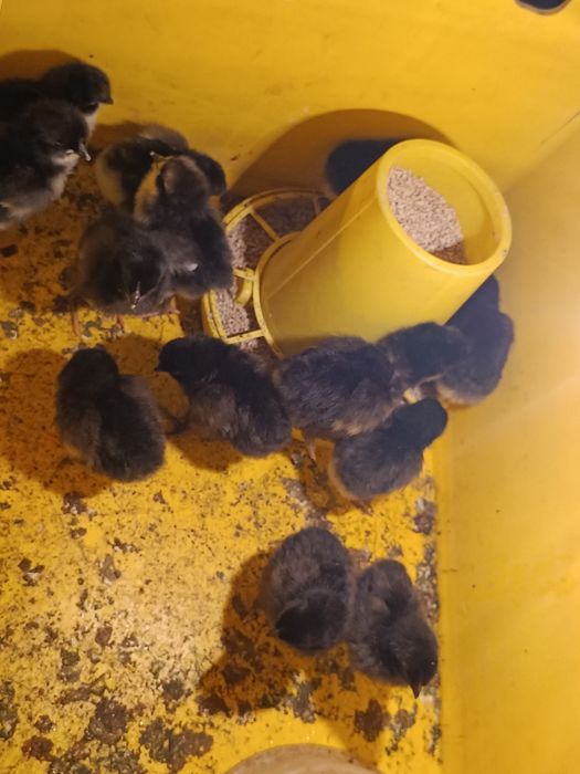 Цыплята, шөжелер. Джерсиский гигант