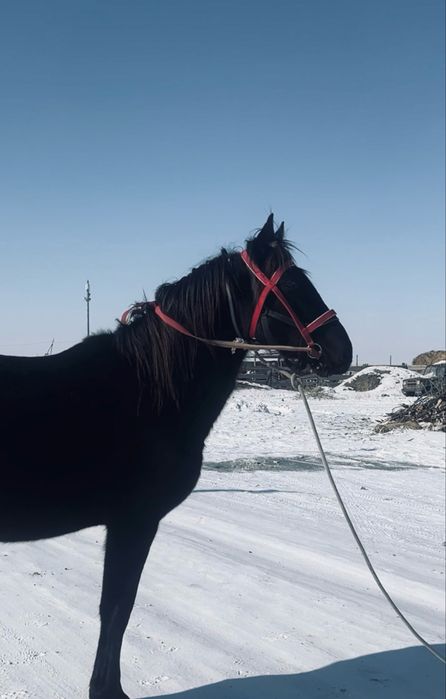 Айгыр сатылады! Продаедтся жеребец