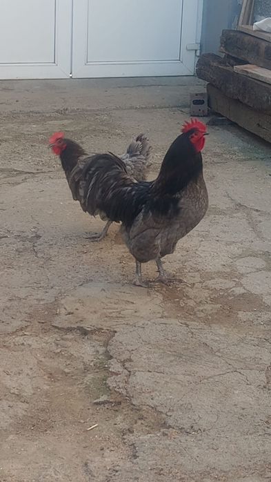 Vând  găini Australorp