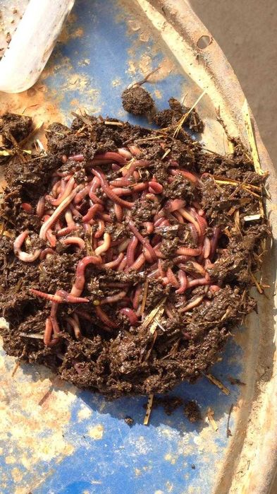 Калифорнийские черви