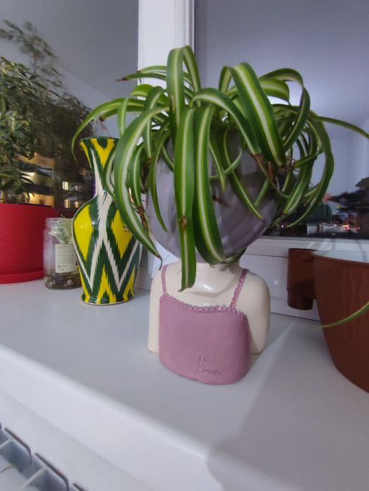 Хлорофитум для офиса и дома