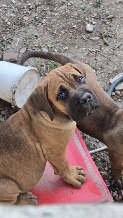 Mascul cane corso