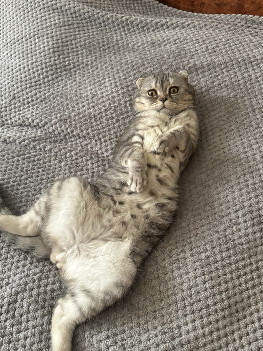 Вязка шатландец вислоухий